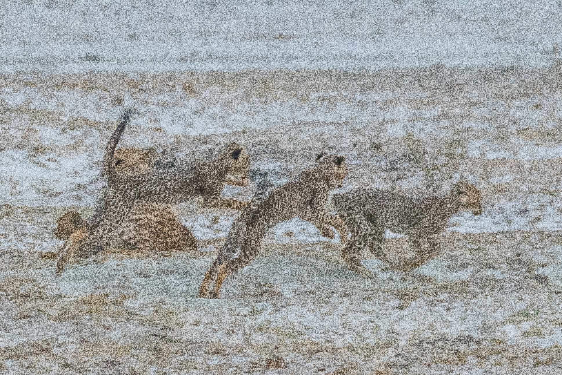 Jeunes Guépards (Cheetahs, Acinonyx jubatus) jouant à se poursuivre sous l'oeil impassible de leur mère, Onguma Nature Reserve, Etosha, Namibie.